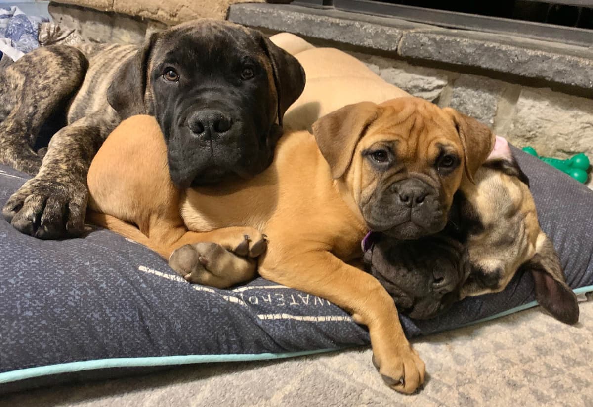 Stormy the Amazing Bullmastiff Puppy‼️🐾✨️ breeder image 9