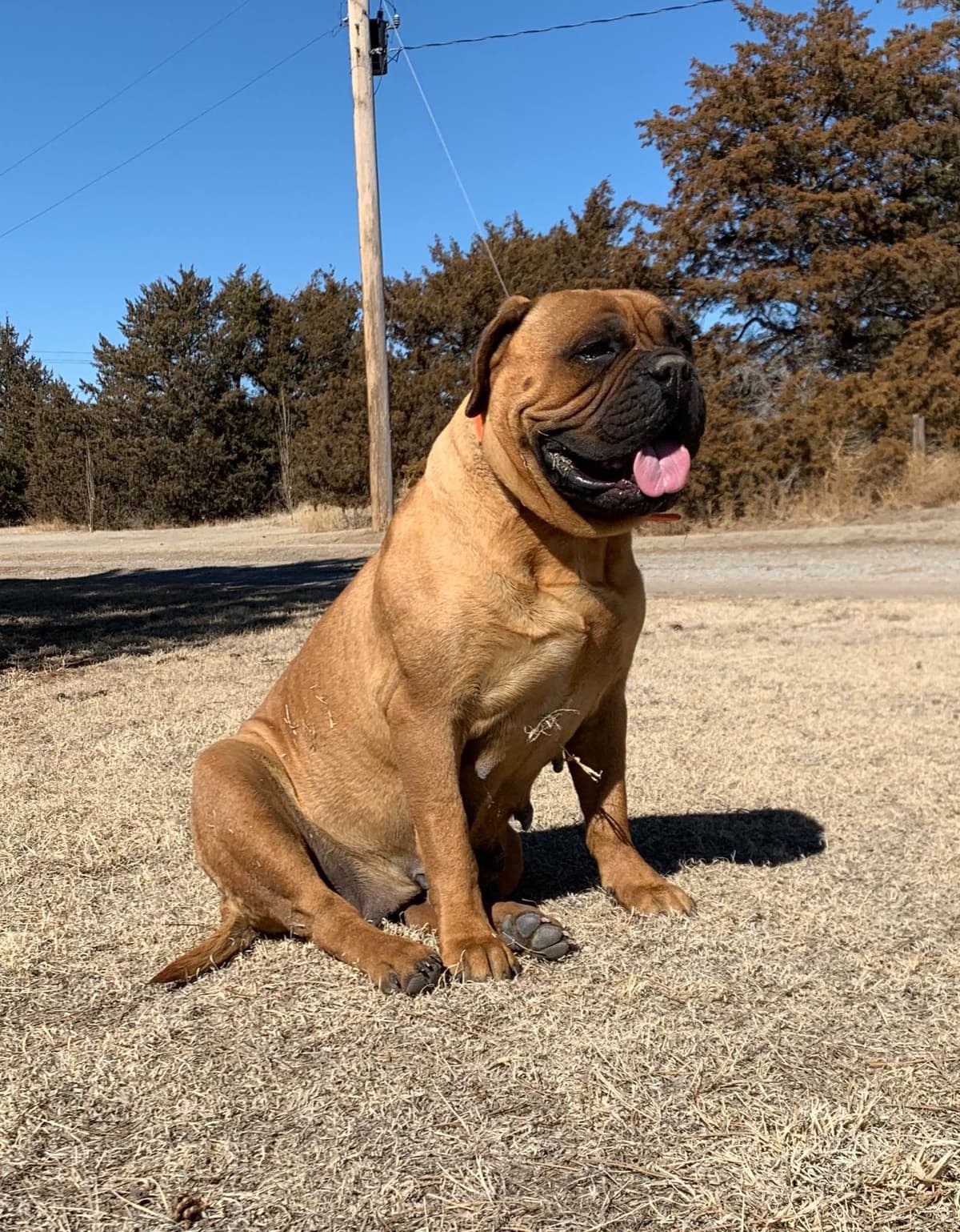 Stormy the Amazing Bullmastiff Puppy‼️🐾✨️ breeder image 10
