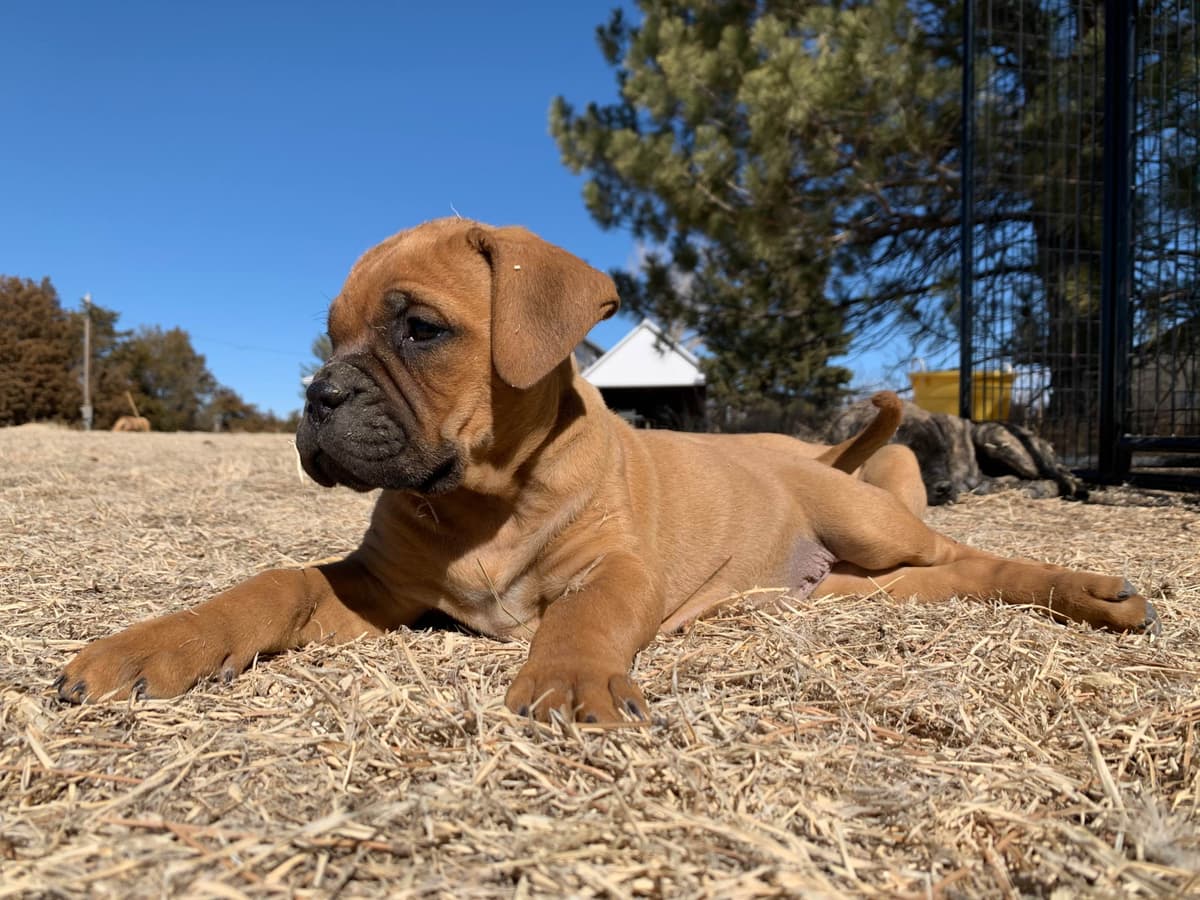 Stormy the Amazing Bullmastiff Puppy‼️🐾✨️ breeder image 11