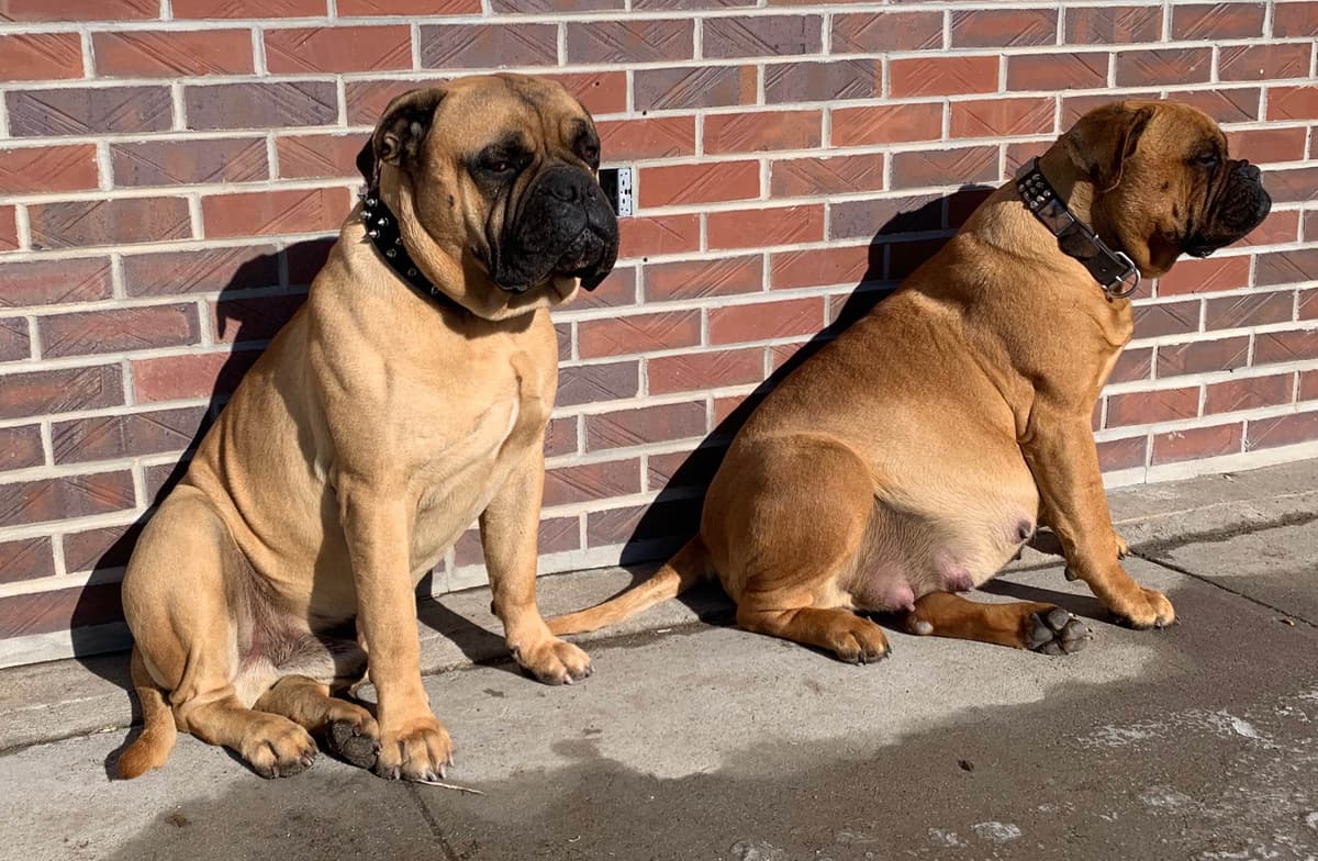 Stormy the Amazing Bullmastiff Puppy‼️🐾✨️ breeder image 13