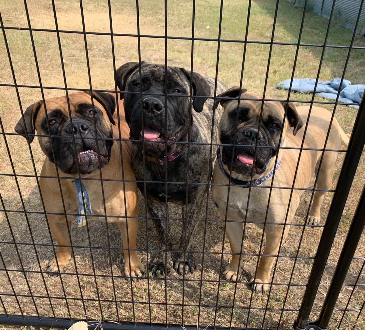 Stormy the Amazing Bullmastiff Puppy‼️🐾✨️ breeder image 14