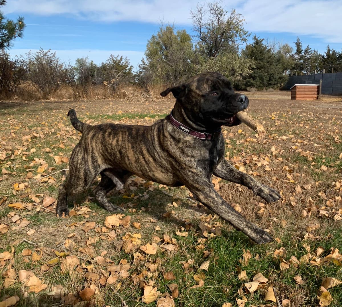 Stormy the Amazing Bullmastiff Puppy‼️🐾✨️ breeder image 12