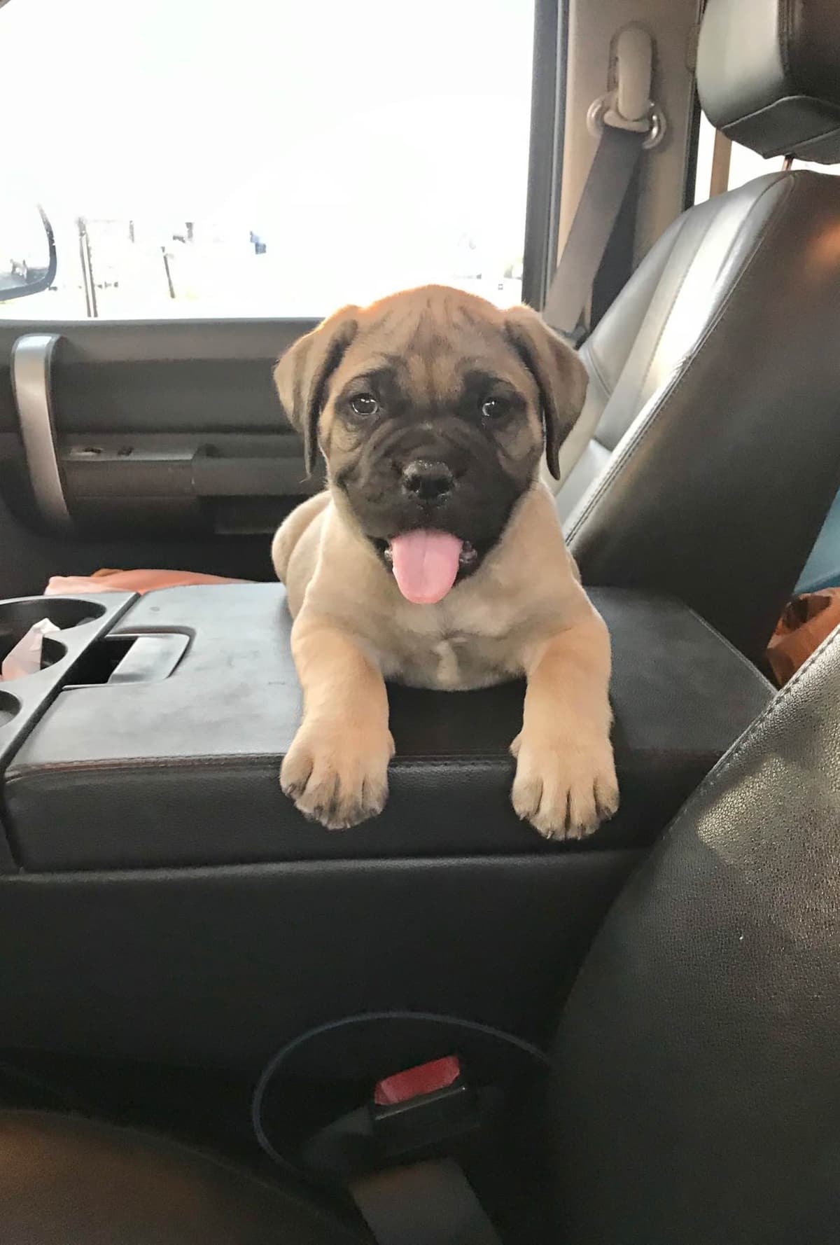 Stormy the Amazing Bullmastiff Puppy‼️🐾✨️ breeder image 15