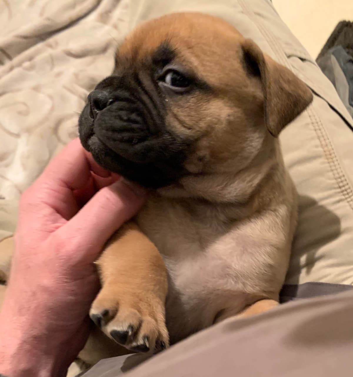 Stormy the Amazing Bullmastiff Puppy‼️🐾✨️ breeder image 16