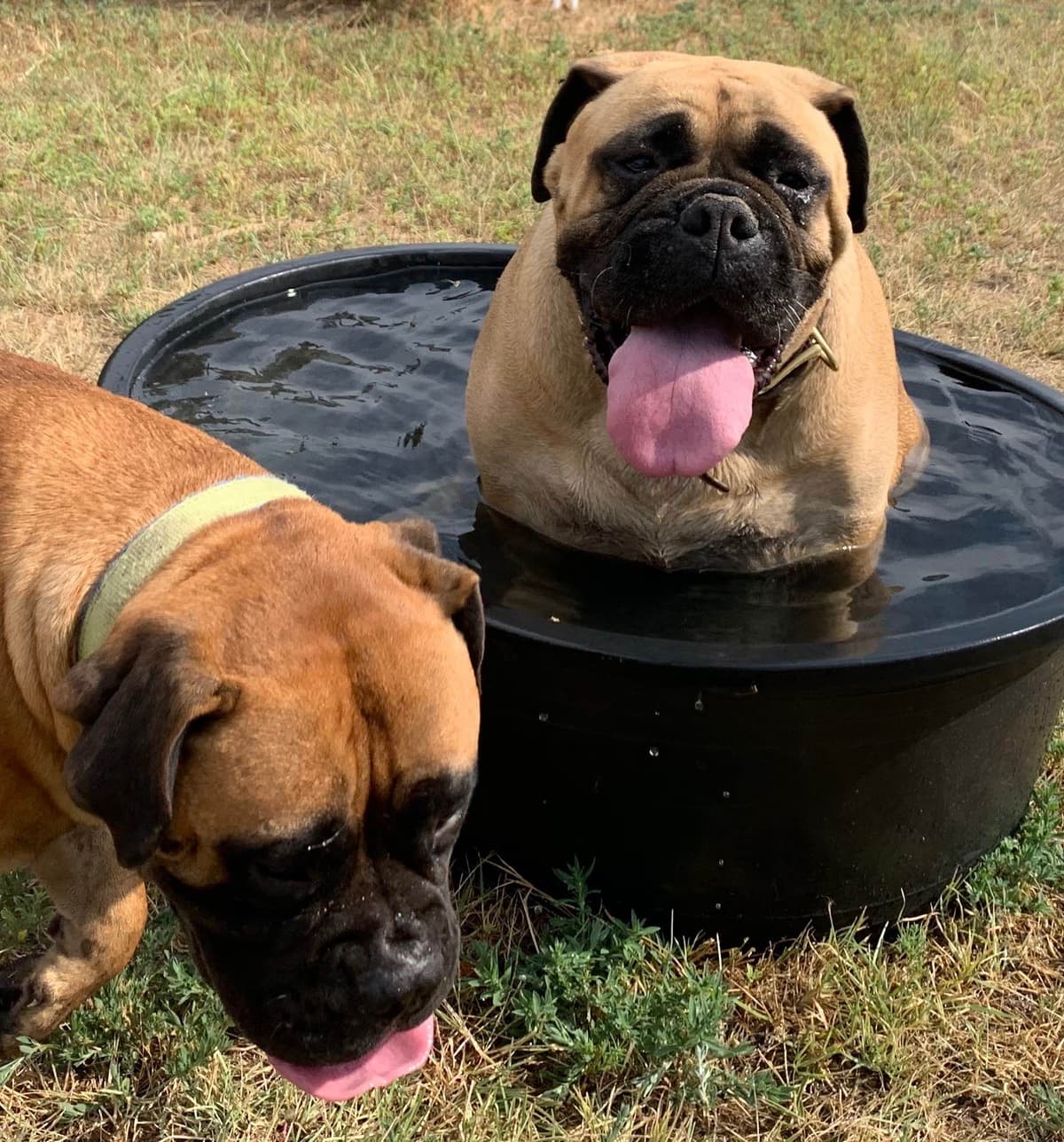Stormy the Amazing Bullmastiff Puppy‼️🐾✨️ breeder image 19