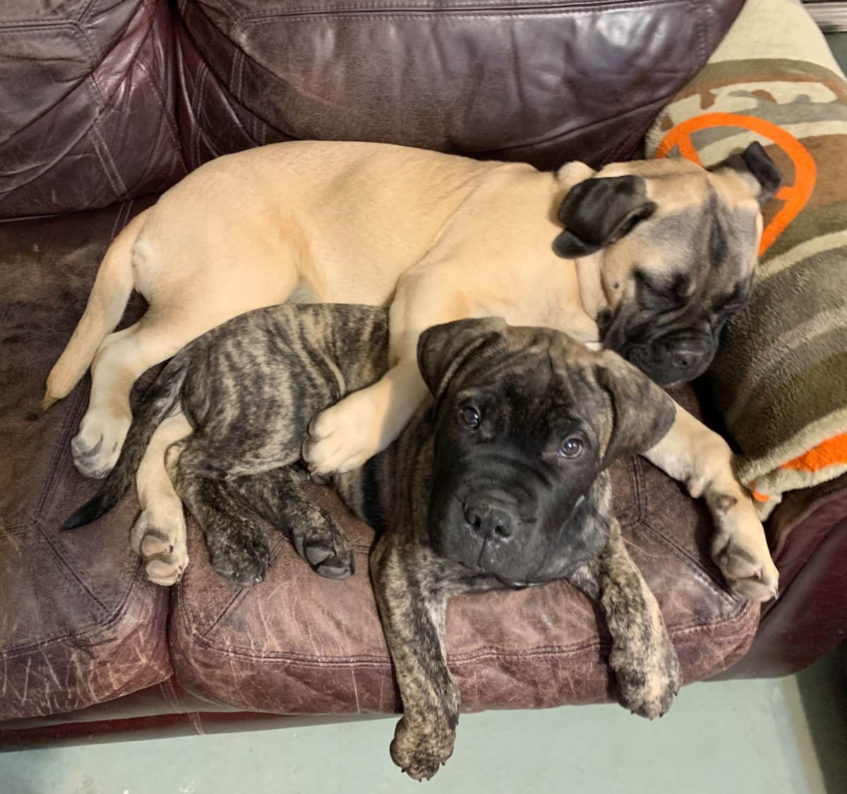 Stormy the Amazing Bullmastiff Puppy‼️🐾✨️ breeder image 24