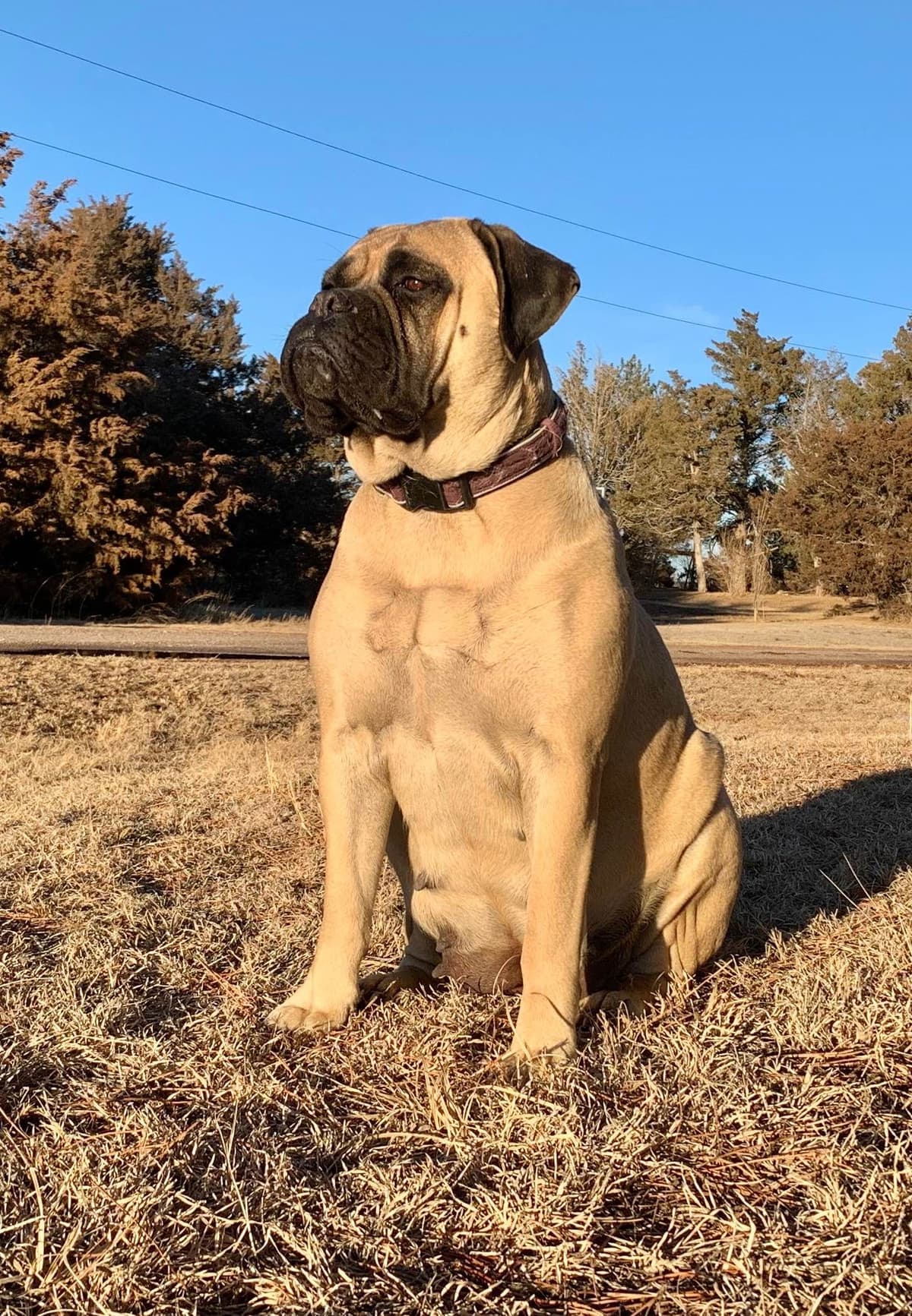 Stormy the Amazing Bullmastiff Puppy‼️🐾✨️ breeder image 23