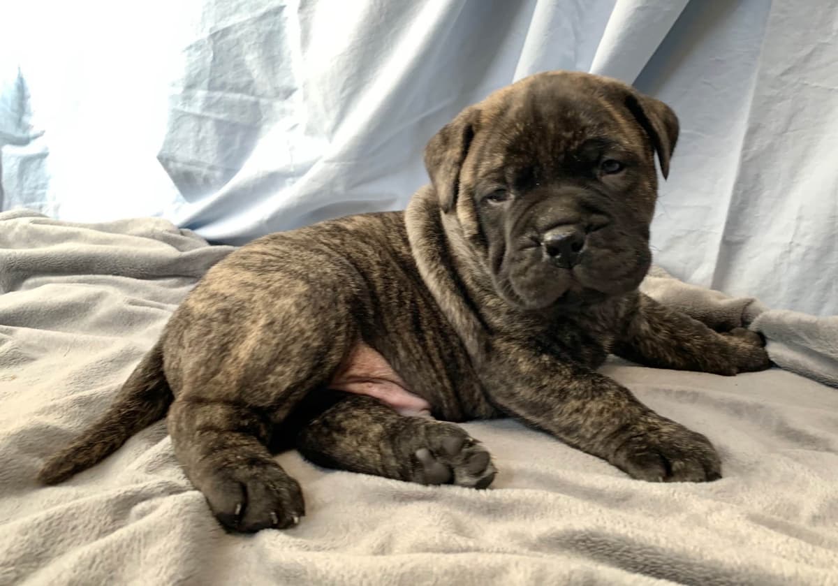 Stormy the Amazing Bullmastiff Puppy‼️🐾✨️ breeder image 25