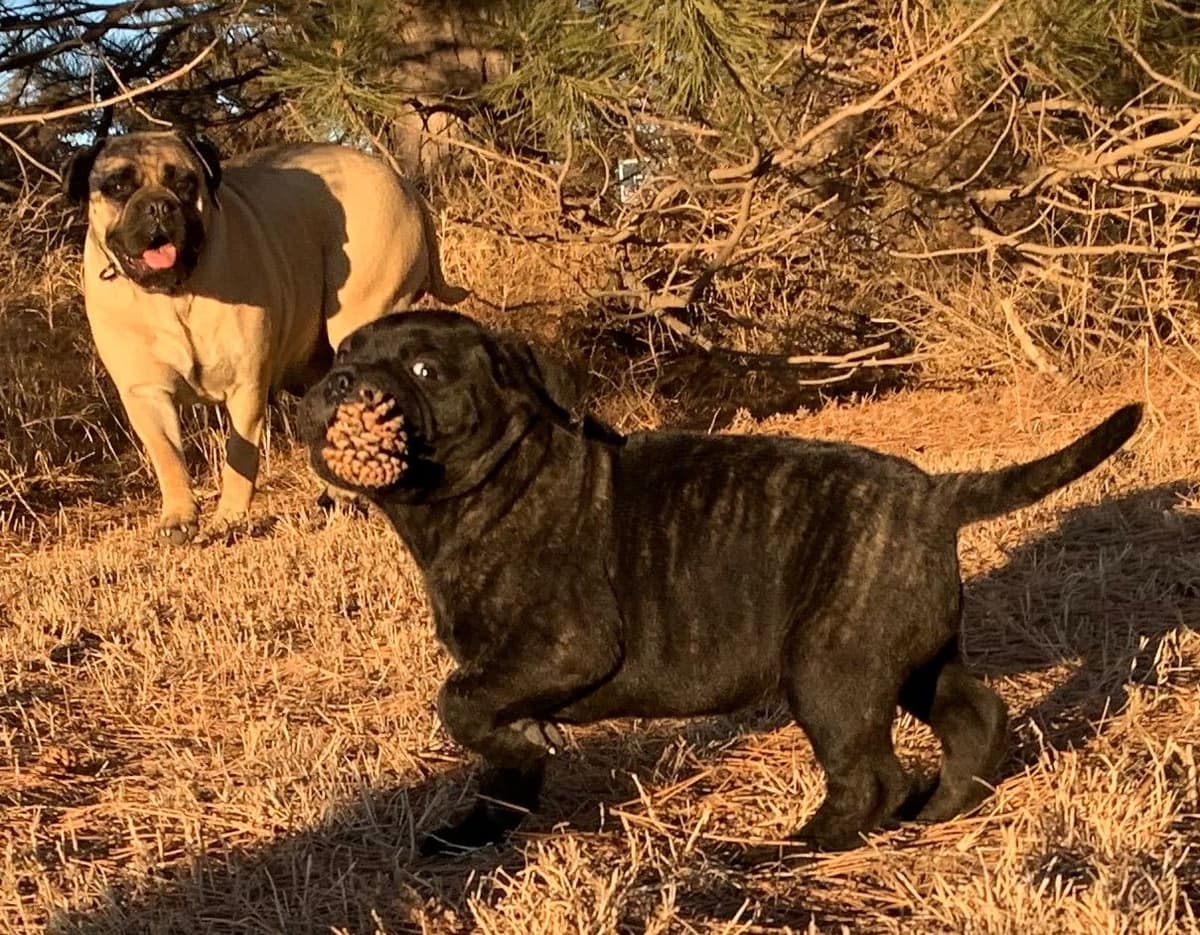 Stormy the Amazing Bullmastiff Puppy‼️🐾✨️ breeder image 26