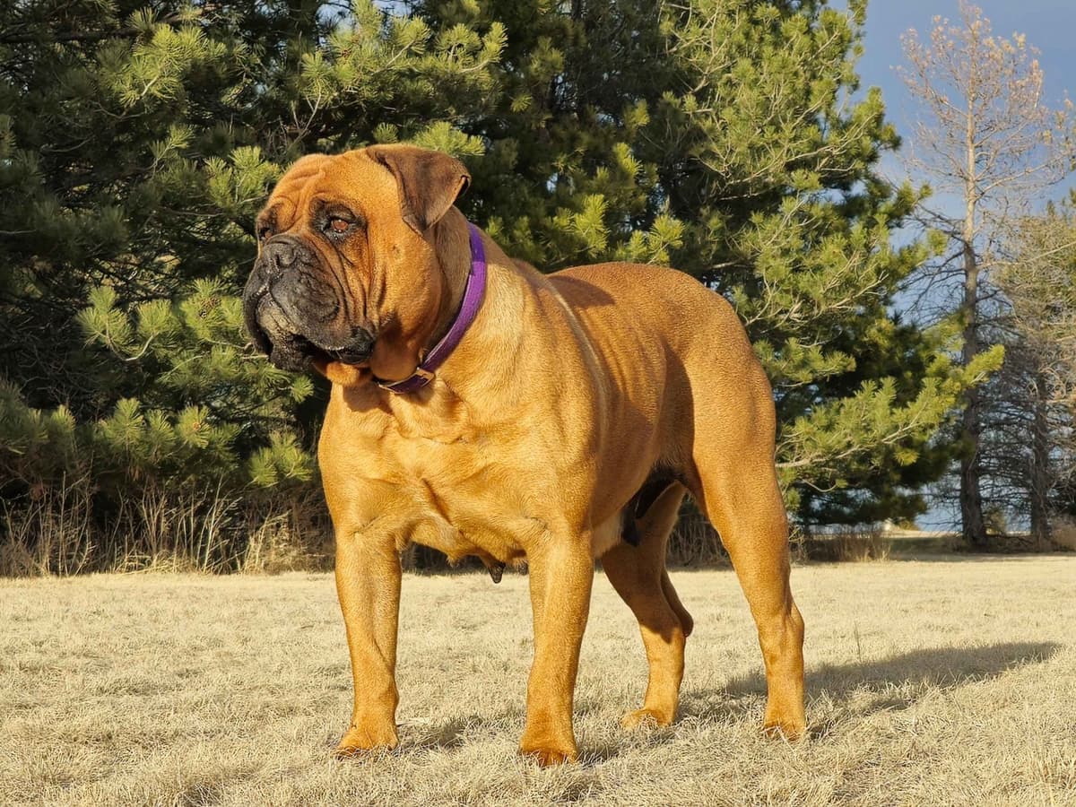 Stormy the Amazing Bullmastiff Puppy‼️🐾✨️ breeder image 1