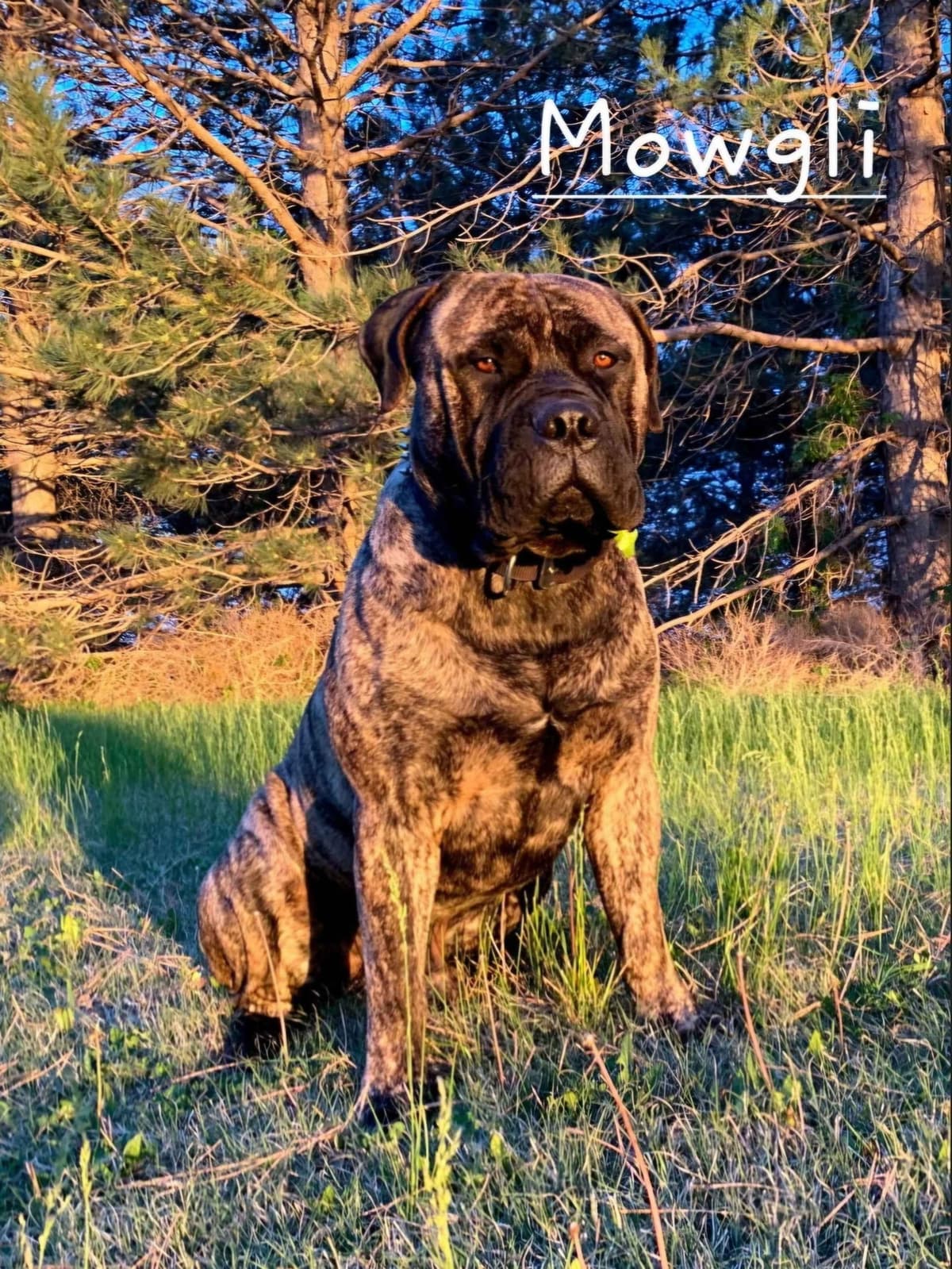 Stormy the Amazing Bullmastiff Puppy‼️🐾✨️ breeder image 4