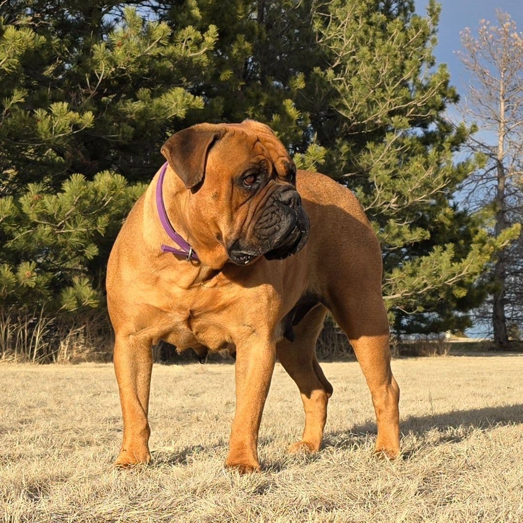 Stormy the Amazing Bullmastiff Puppy‼️🐾✨️ breeder image 21