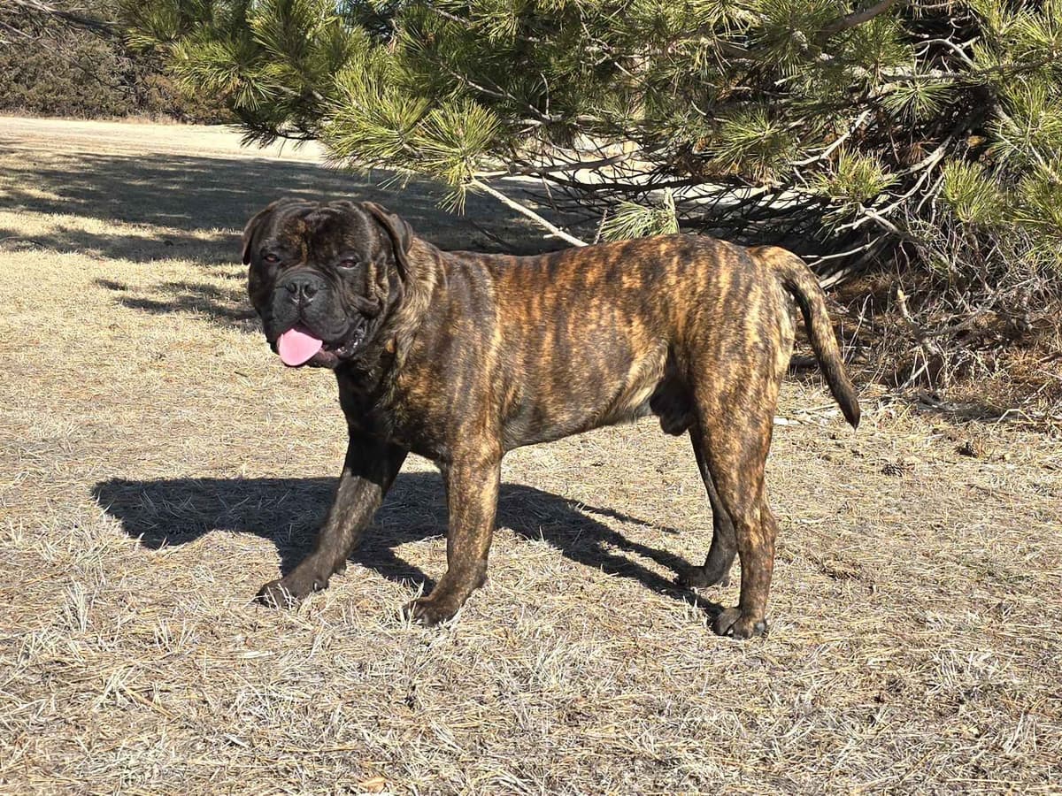 Stormy the Amazing Bullmastiff Puppy‼️🐾✨️ breeder image 28