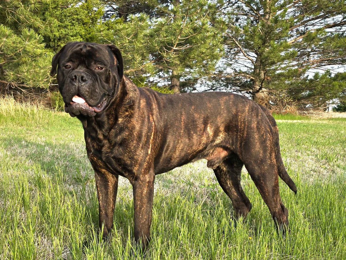 Stormy the Amazing Bullmastiff Puppy‼️🐾✨️ breeder image 17