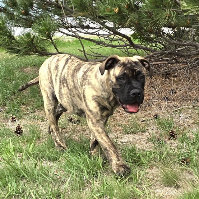 Stormy the Amazing Bullmastiff Puppy‼️🐾✨️ media 2