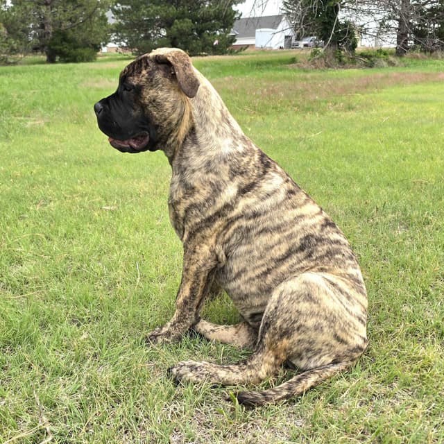 Stormy the Amazing Bullmastiff Puppy‼️🐾✨️ media 3