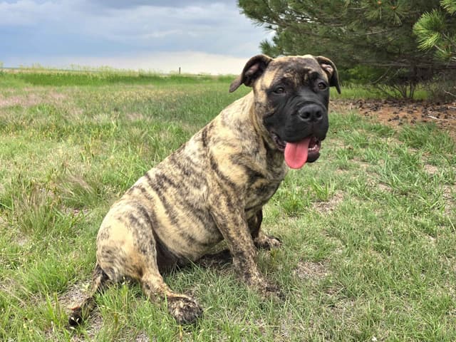 Stormy the Amazing Bullmastiff Puppy‼️🐾✨️ media 4