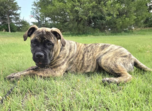 Stormy the Amazing Bullmastiff Puppy‼️🐾✨️ media 5