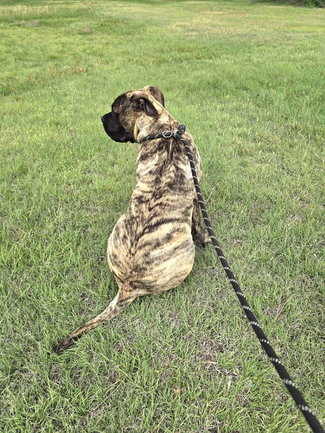 Stormy the Amazing Bullmastiff Puppy‼️🐾✨️ media 6