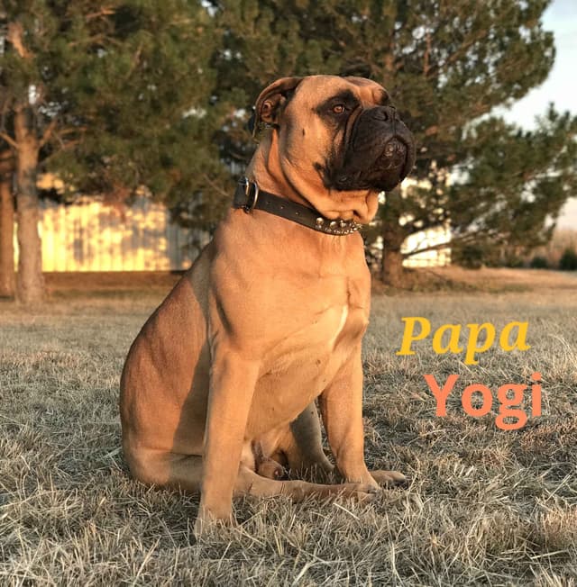 Stormy the Amazing Bullmastiff Puppy‼️🐾✨️ media 7