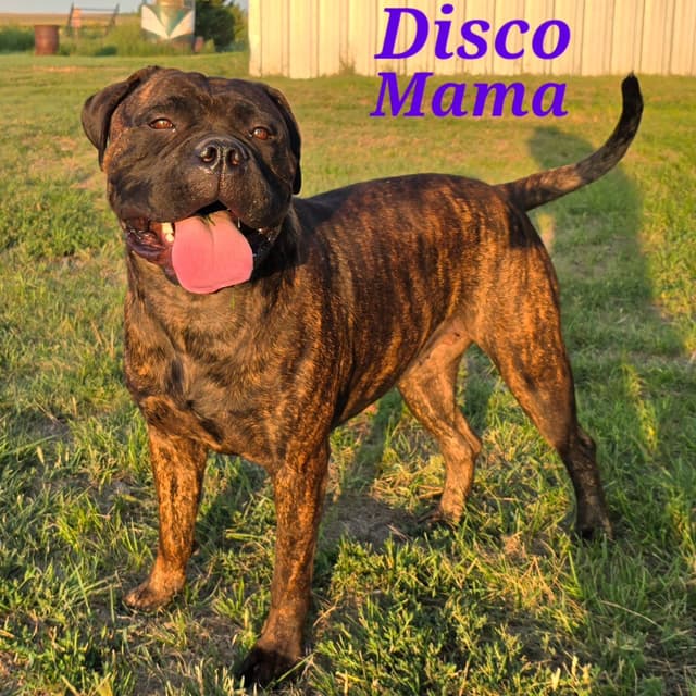 Stormy the Amazing Bullmastiff Puppy‼️🐾✨️ media 8