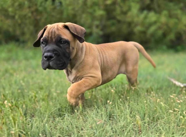 Better Built Bullmastiff Puppies‼️🐾👀 media 3
