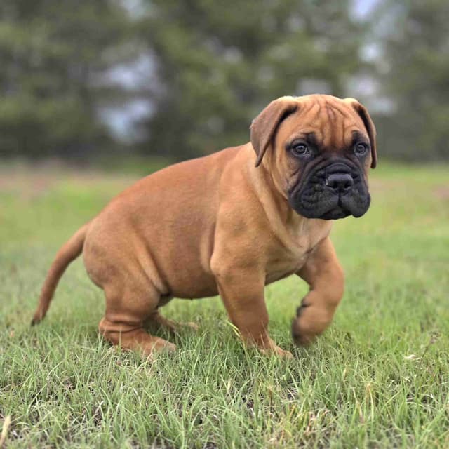 Better Built Bullmastiff Puppies‼️🐾👀 media 4
