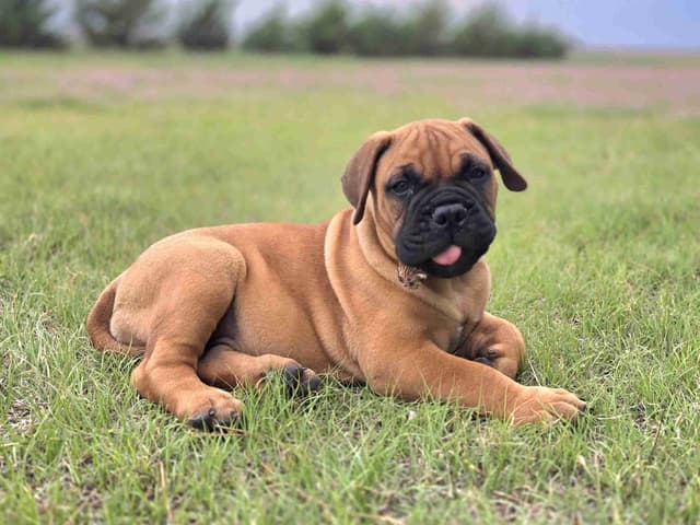 Better Built Bullmastiff Puppies‼️🐾👀 media 7