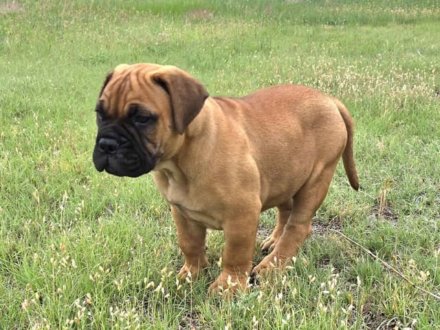 Better Built Bullmastiff Puppies‼️🐾👀 media 6