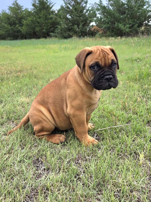 Better Built Bullmastiff Puppies‼️🐾👀 media 11