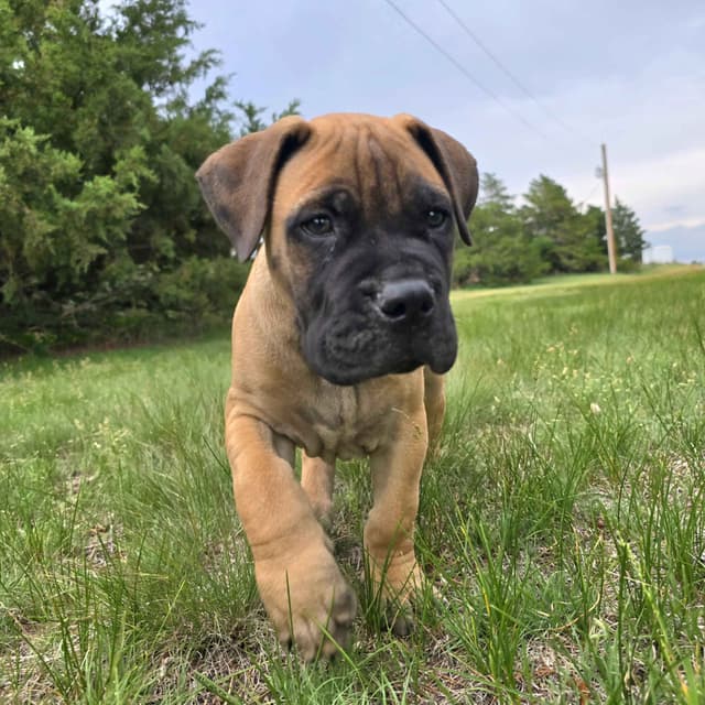 Better Built Bullmastiff Puppies‼️🐾👀 media 10