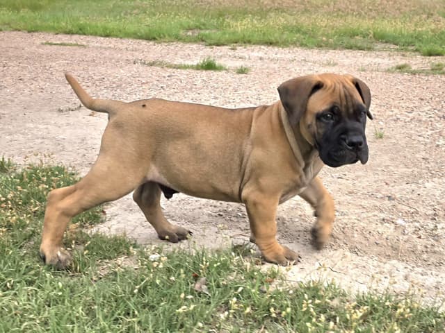 Better Built Bullmastiff Puppies‼️🐾👀 media 8