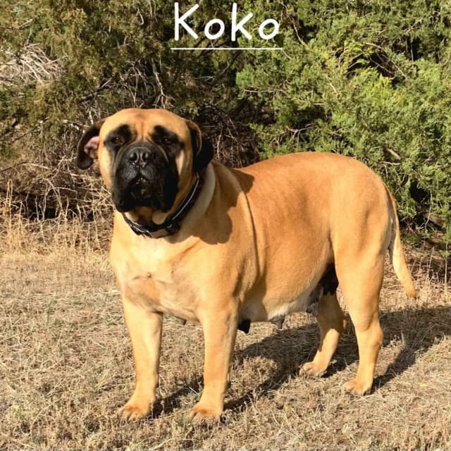Better Built Bullmastiff Puppies‼️🐾👀 media 12