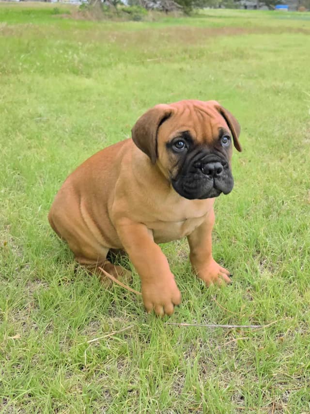 Better Built Bullmastiff Puppies‼️🐾👀 media 2