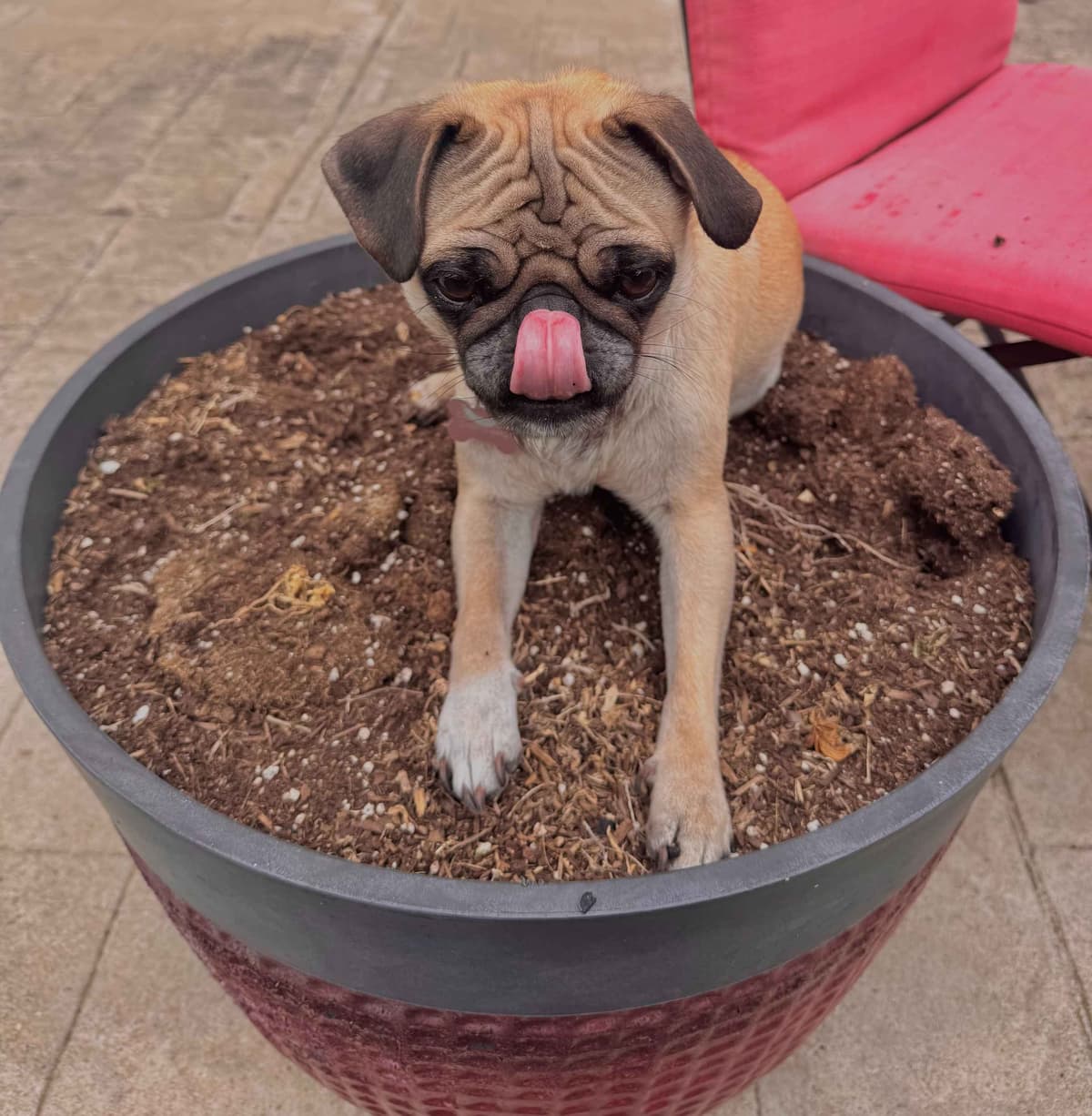 Adorable Power Puff Litter!! breeder image 2