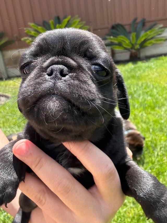 Adorable Power Puff Litter!! media 3