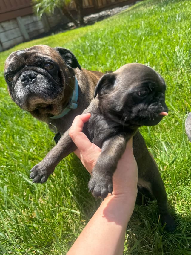 Adorable Power Puff Litter!! media 6