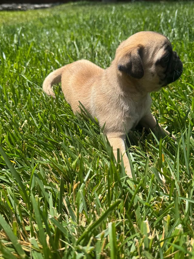 Adorable Power Puff Litter!! media 9