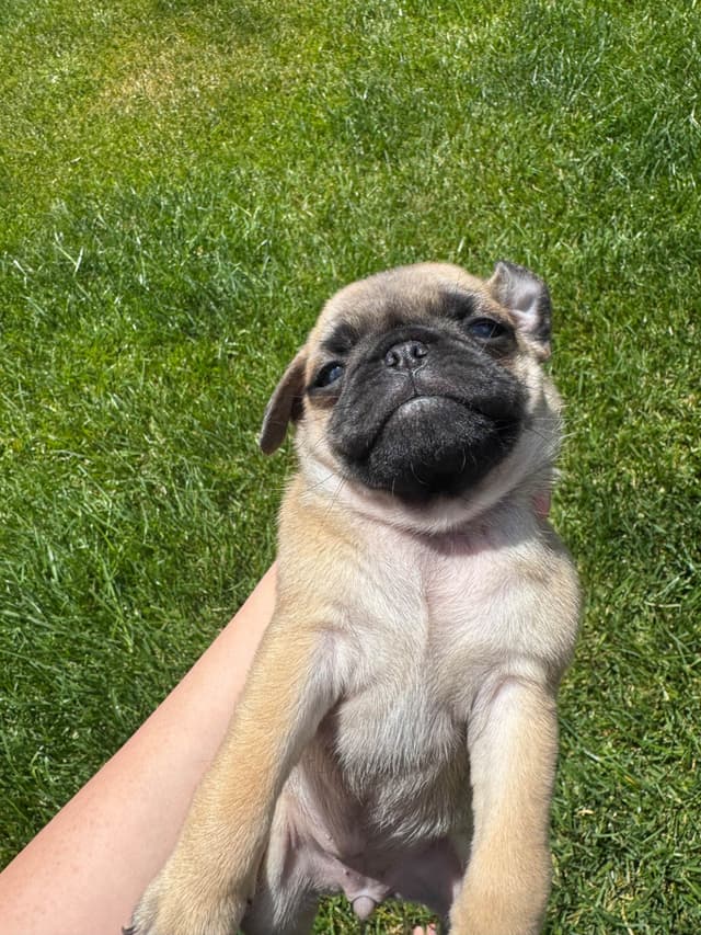 Adorable Power Puff Litter!! media 10