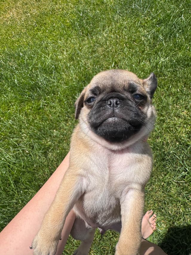 Adorable Power Puff Litter!! media 11