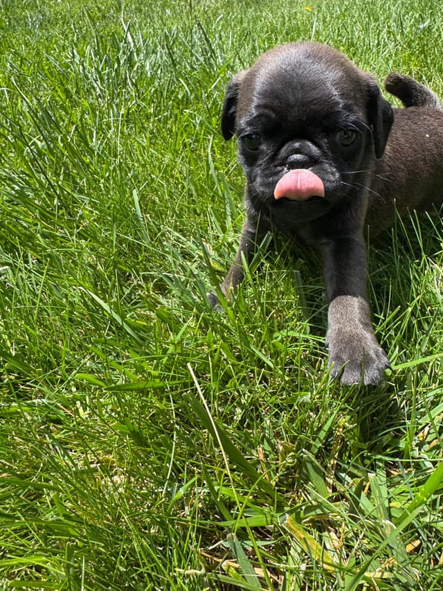 Adorable Power Puff Litter!! media 12