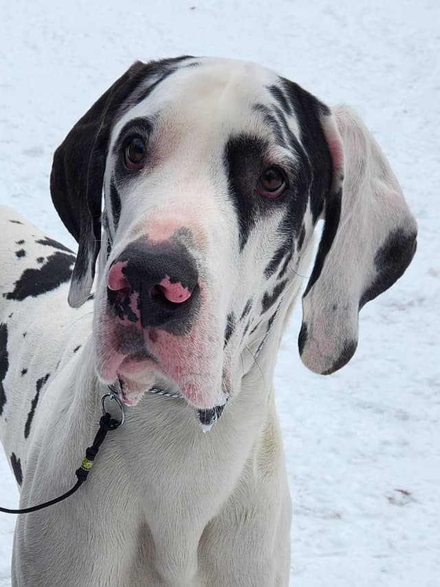 Great Dane Puppies media 2