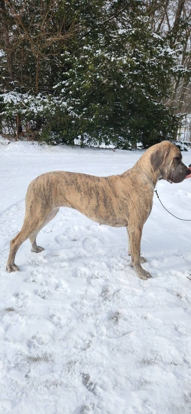 Great Dane Puppies media 3