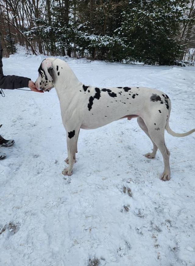 Great Dane Puppies media 4