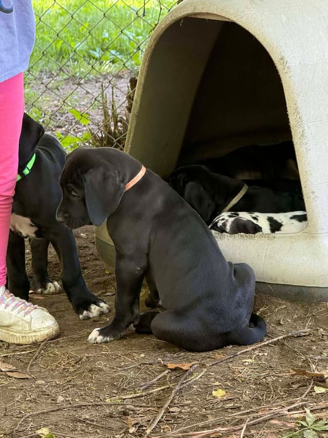 Great Dane Puppies media 8