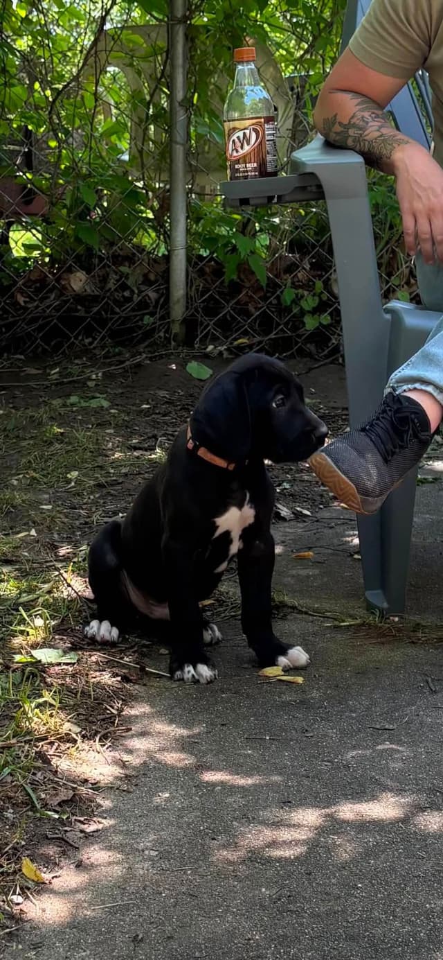 Great Dane Puppies media 9