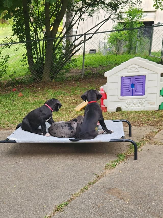 Great Dane Puppies media 10