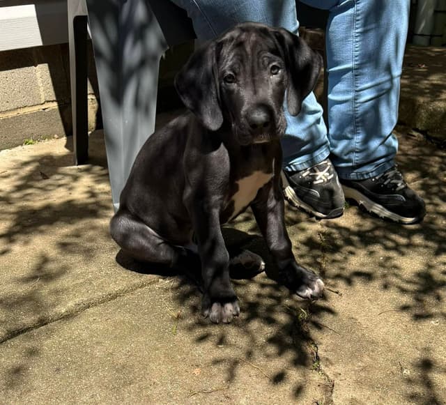 Great Dane Puppies media 11