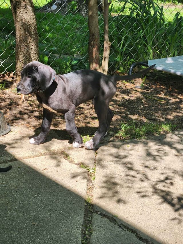 Great Dane Puppies media 12