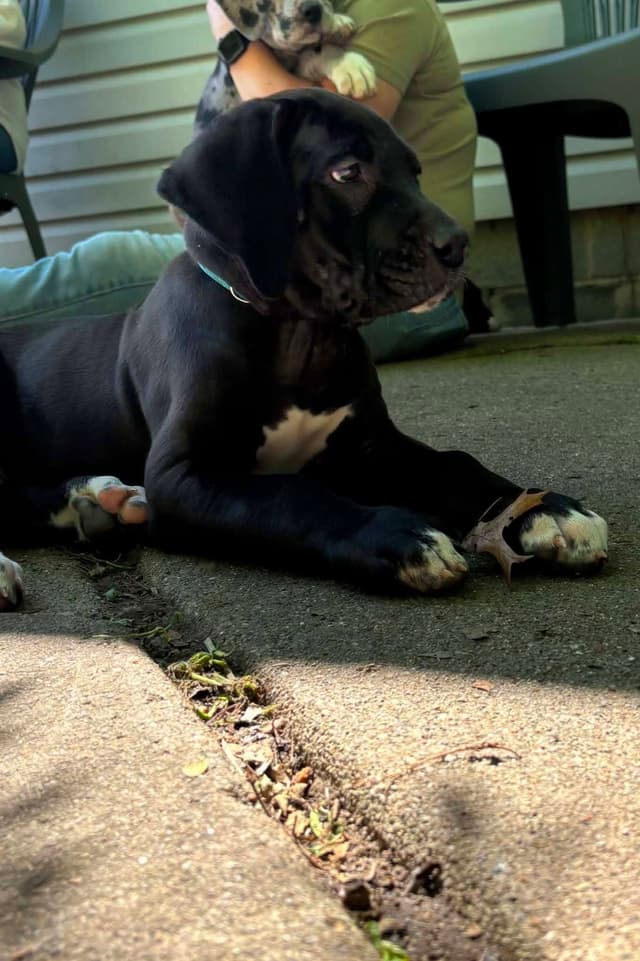 Great Dane Puppies media 13